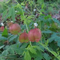 フウセンカズラの画像