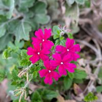 バーベナの画像