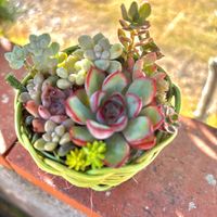 グリーンネックレス,白雪ミセバヤ,多肉植物,多肉寄せ植え,多肉大好きの画像