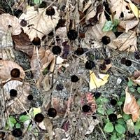 ルドベキア,お出かけ先にての画像