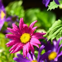 アスター,エゾギク,サツマギク,サツマギク,キク科の画像