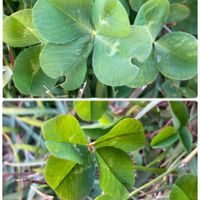 四つ葉のクローバー,白詰草,白詰草（クローバー）,四つ葉クローバー,クローバー(しろつめくさ)の画像