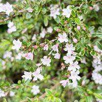 ハクチョウゲの画像