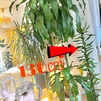 ミリオンバンブー,成長記録,ありがとう,嬉しい,観葉植物を楽しむの画像