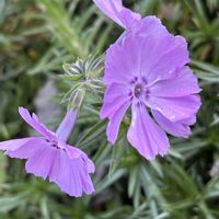 シバザクラ,シバザクラ　フロックストロット,グランドカバー,庭の宿根草,お庭の花たちの画像