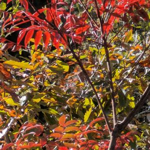 ドウダンツツジ,ハゼノキ,ラクウショウ,アキニレ,ハナノキの画像