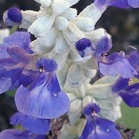 ブルーサルビア,ブルーサルビア,サルビア ファリナセア(ブルーサルビア),サルビア ファリナセア(ブルーサルビア),真上からﾊﾟﾁﾘ✨の画像