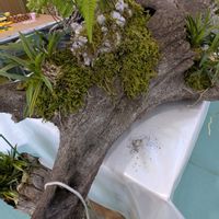 トキワシノブ,トキワシノブ,トキワシノブ石化,富貴蘭,フウラン（富貴蘭）の画像