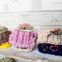 レタス,アエオニウム　ピンクウィッチ,ベランダの画像