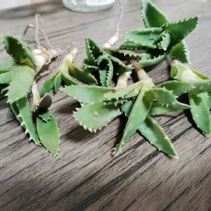 アロエ,不夜城,多肉植物,子株,初心者の画像