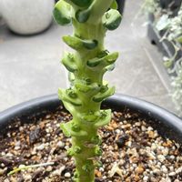 芽キャベツ,ルーフバルコニー,テラス,ベランダの画像