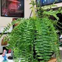 ネフロレピスの画像