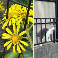 ツワブキ,猫のいる風景,日曜にこにこ猫目線,ニャンニャン祭り,日曜ビタミンカラー♪の画像
