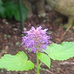 アガスターシェ,日向,宿根・多年草,小さな庭の画像