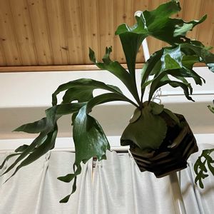 ビカクシダ ヒリー,Platycerium hillii 'Pao Pao',多肉植物,塊根植物,球根植物の画像