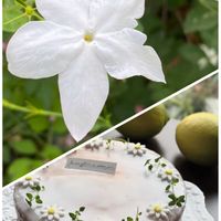 ジャスミン,ジャスミン,花のある暮らし,おうち園芸,花ブローチ倶楽部の画像