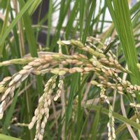 いね,いね,今日のお花,神代植物公園水生植物園の画像