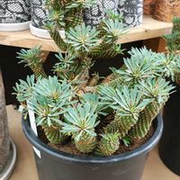 ソテツキリン,ソテツキリン,ソテツキリン,多肉植物,観葉植物の画像