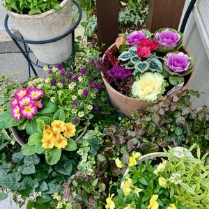 アリッサム,ネメシア,ハボタン,ヘデラ,ガーデンシクラメンの画像