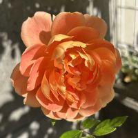 イングリッシュローズ,ガーデンシクラメン,ジャスミン,小さな庭,玄関アプローチの画像