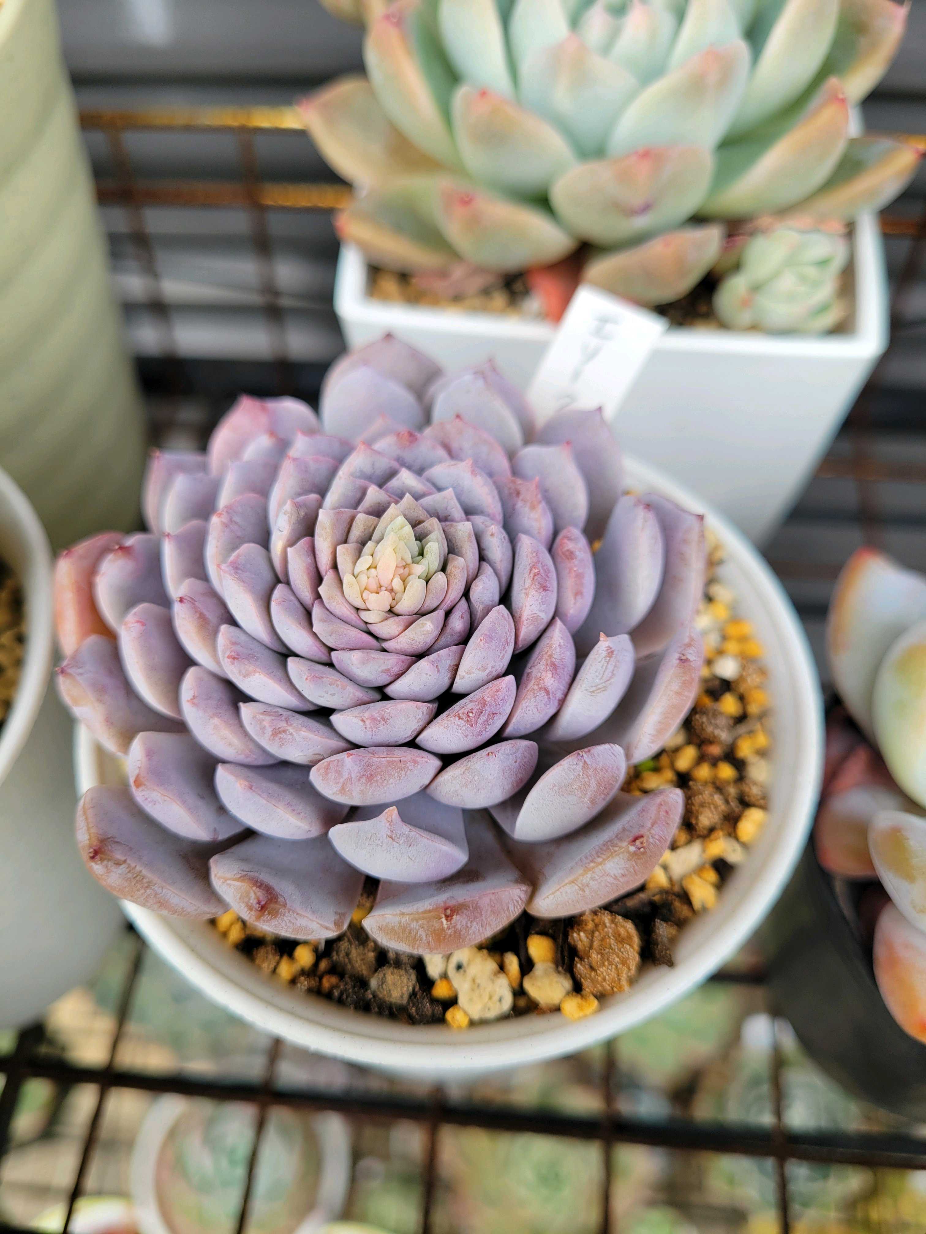 エリークイーンの一覧｜🍀GreenSnap（グリーンスナップ）