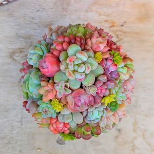 アイスクリーム,チマチマ,ちまちま,クリスマスツリー,ケーキの画像