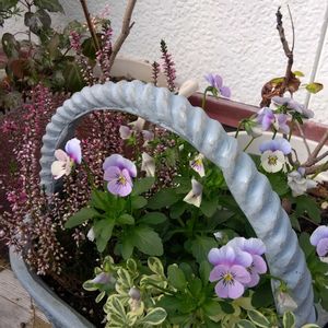 癒し,花のある暮らし,緑のある暮らし,ハーブのある暮らし,多肉植物のある暮らしの画像