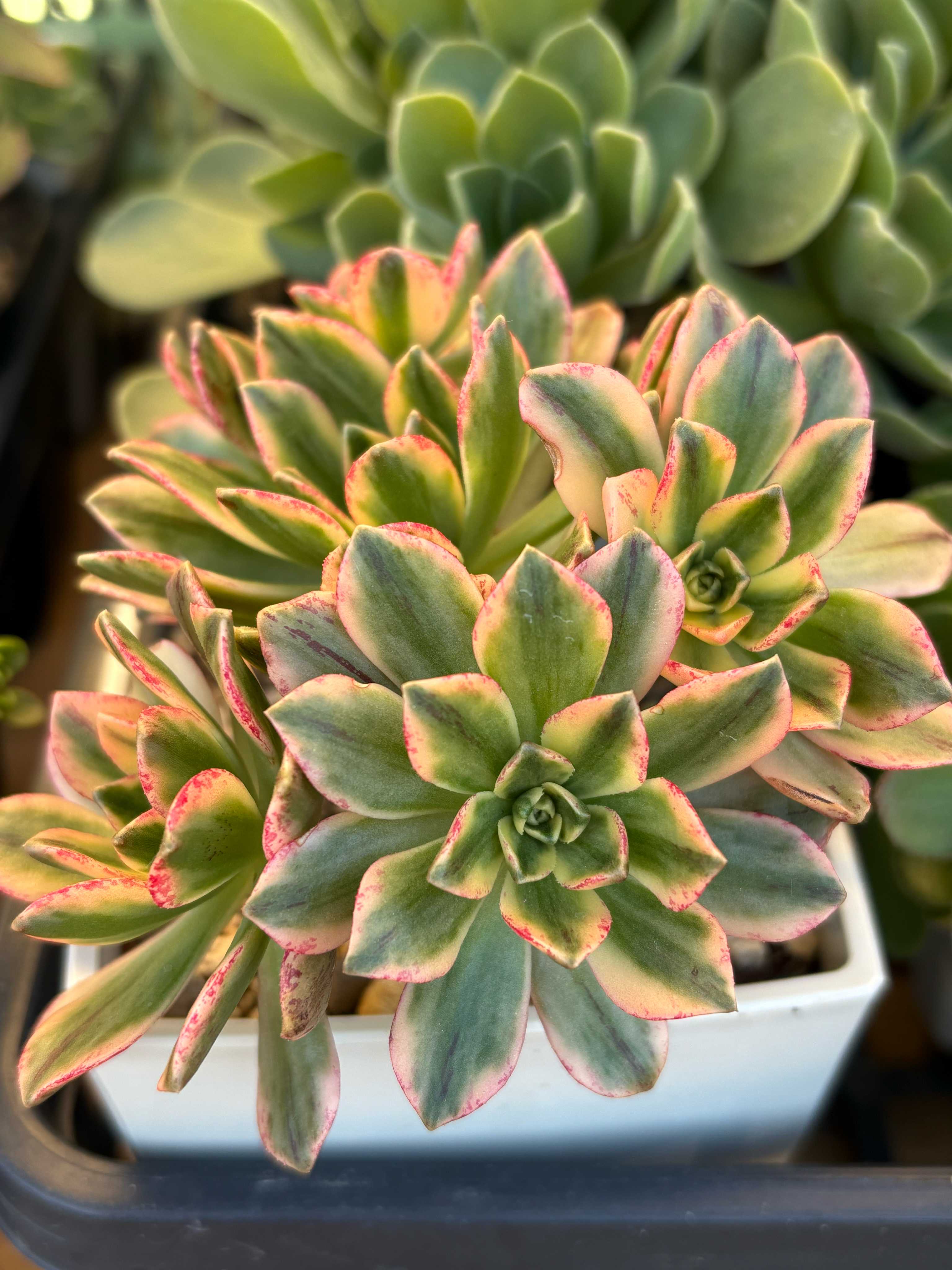 ブロンズメダル錦の一覧｜🍀GreenSnap（グリーンスナップ）