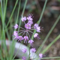 ラッキョウの画像