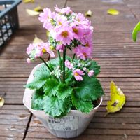 プリムラ マラコイデスの画像