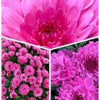 オキザリス,キク,ナデシコ,ハイビスカス,カタバミの画像