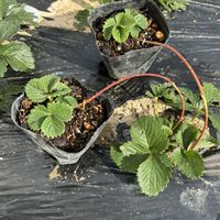 イチゴ,いちご,ランナー,冬越し,イチゴ栽培の画像