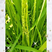 いね,田んぼの稲,稲の花,イネの花,コウヤボウキの画像