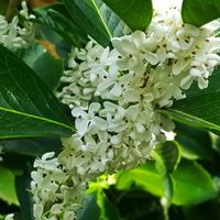 紅葉,銀木犀の画像