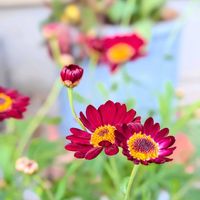 マーガレット,ボンザマーガレット,花のある暮らし,no flower no lifeの画像