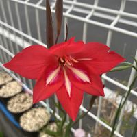 グラジオラス,グラジオラス・ステファニアエ,秋植え球根,山野草,原種の画像