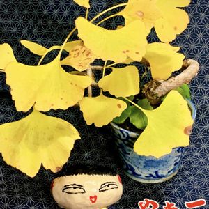 トウカエデ,ハマボウ,イチョウ,カシワ,盆栽の画像