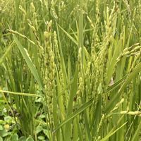 ウォーターマッシュルーム,稲穂,イネ(稲),GSのみなさんに感謝♡,綺麗✨の画像