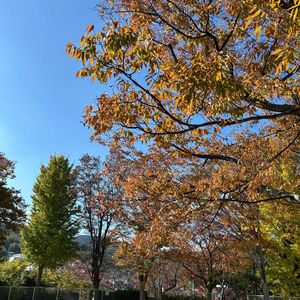 紅葉,干し柿,手作り,美味しい,ワクワクの画像