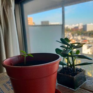 プチトマトの画像