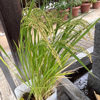 ポーチュラカ,いね,いね,花手水*,お出かけ先の画像