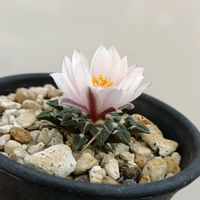 サボテン,アリオカルプス 姫牡丹,サボテンの花,アリオカルプス属の画像