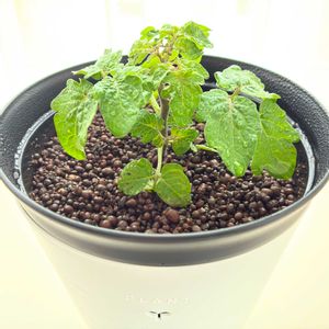 ミニトマト,実のなる植物,花のある暮らし,緑のある暮らし,矮性種の画像