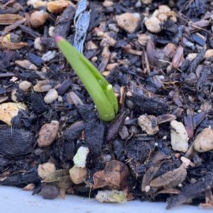 原種チューリップ,原種チューリップ,原種チューリップ ブルーアイ,原種チューリップ ブルーアイ,原種チューリップ　ヒルデの画像