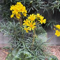 イソギク,キク,ツワブキ,ミカン,ピーマンの画像