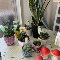 シュガーバイン,ハオルチア,リラ,エノン,ムティカの画像