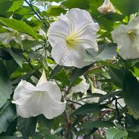 チョウセンアサガオの画像