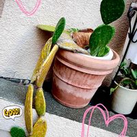 ユッカ,ウチワサボテン,気になる植物,元気もらえる,素敵な出会いに感謝の画像