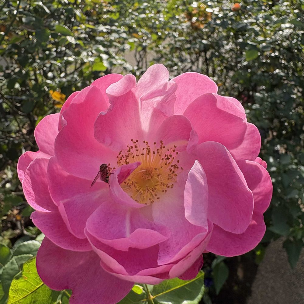 つくるんこさんの港の見える丘公園への投稿