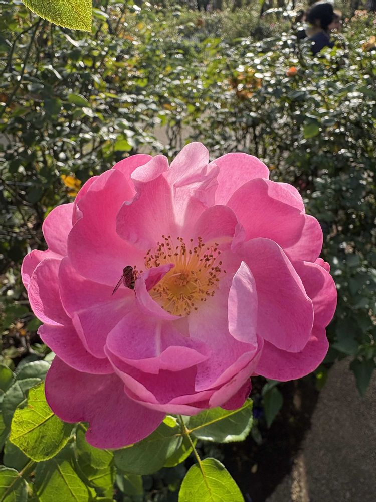 つくるんこさんの港の見える丘公園への投稿